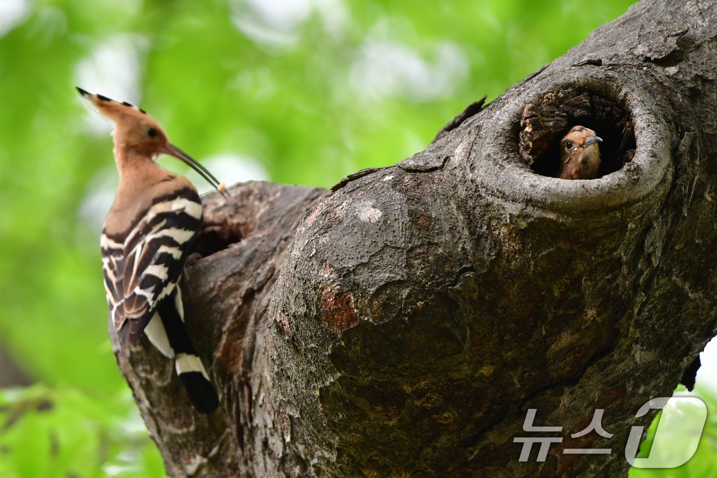 (경주=뉴스1) 최창호 기자 = 16일 오후 경북 경주시 황성공원에서 여름새인 후투티 새끼들이 둥지를 떠날 준비를 하고 있다. 2025.5.16/뉴스1