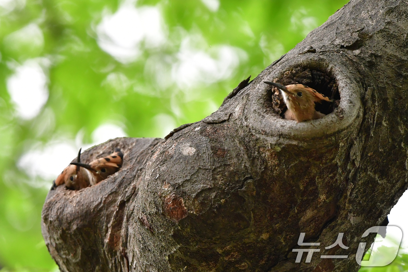 (경주=뉴스1) 최창호 기자 = 16일 오후 경북 경주시 황성공원에서 여름새인 후투티 새끼들이 둥지를 떠날 준비를 하고 있다. 2025.5.16/뉴스1