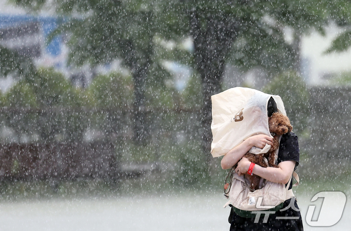 (고양=뉴스1) 이동해 기자 = 16일 경기도 고양시 일산 킨텍스에서 2025 메가주 일산이 열린 가운데 한 시민이 비를 피해 반려견을 안고 뛰고 있다. 2025.5.16/뉴스1