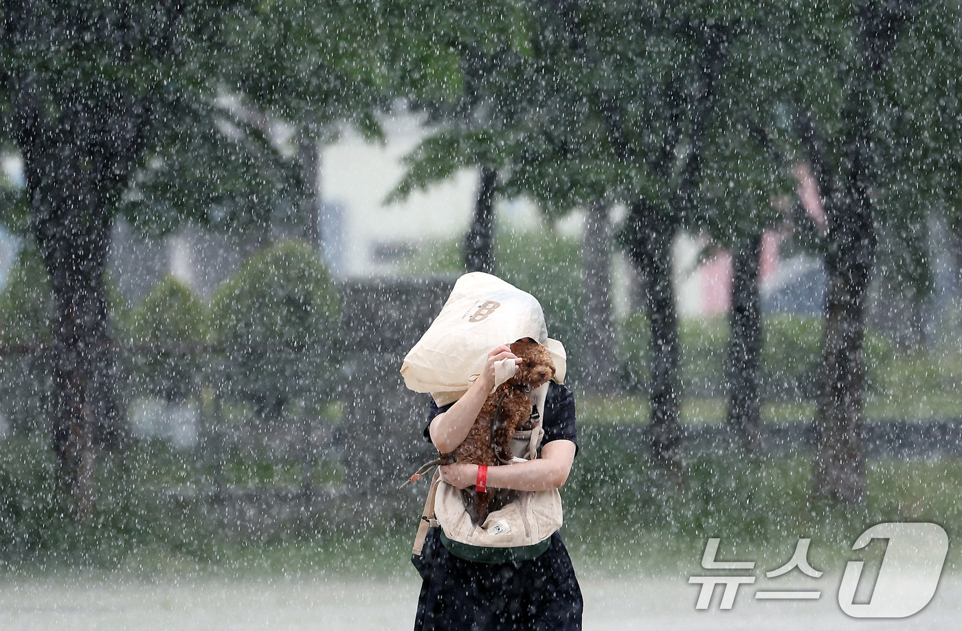(고양=뉴스1) 이동해 기자 = 16일 경기도 고양시 일산 킨텍스에서 2025 메가주 일산이 열린 가운데 한 시민이 비를 피해 반려견을 안고 뛰고 있다. 2025.5.16/뉴스1