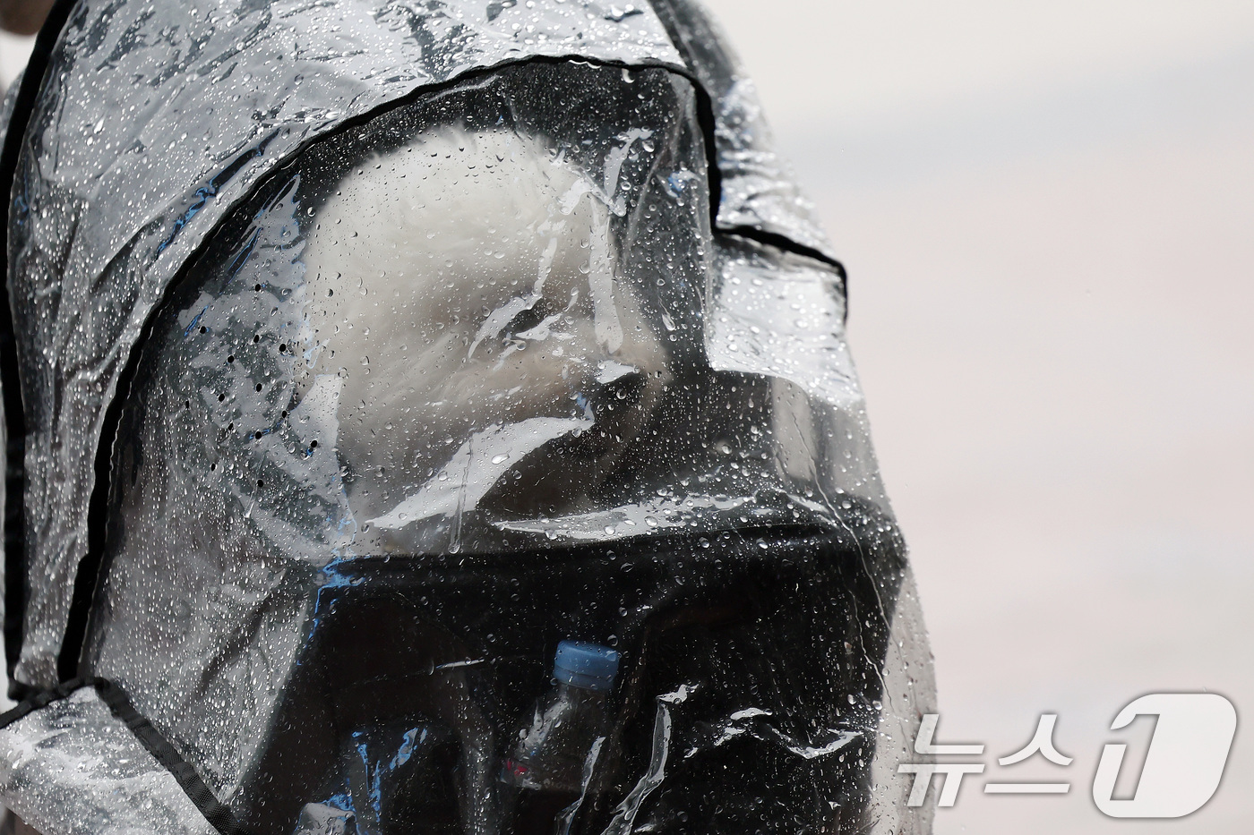 (고양=뉴스1) 이동해 기자 = 16일 경기도 고양시 일산 킨텍스에서 2025 메가주 일산이 열린 가운데 개모차(강아지 유모차)에 탄 강아지가 비 내리는 풍경을 보고 있다. 202 …