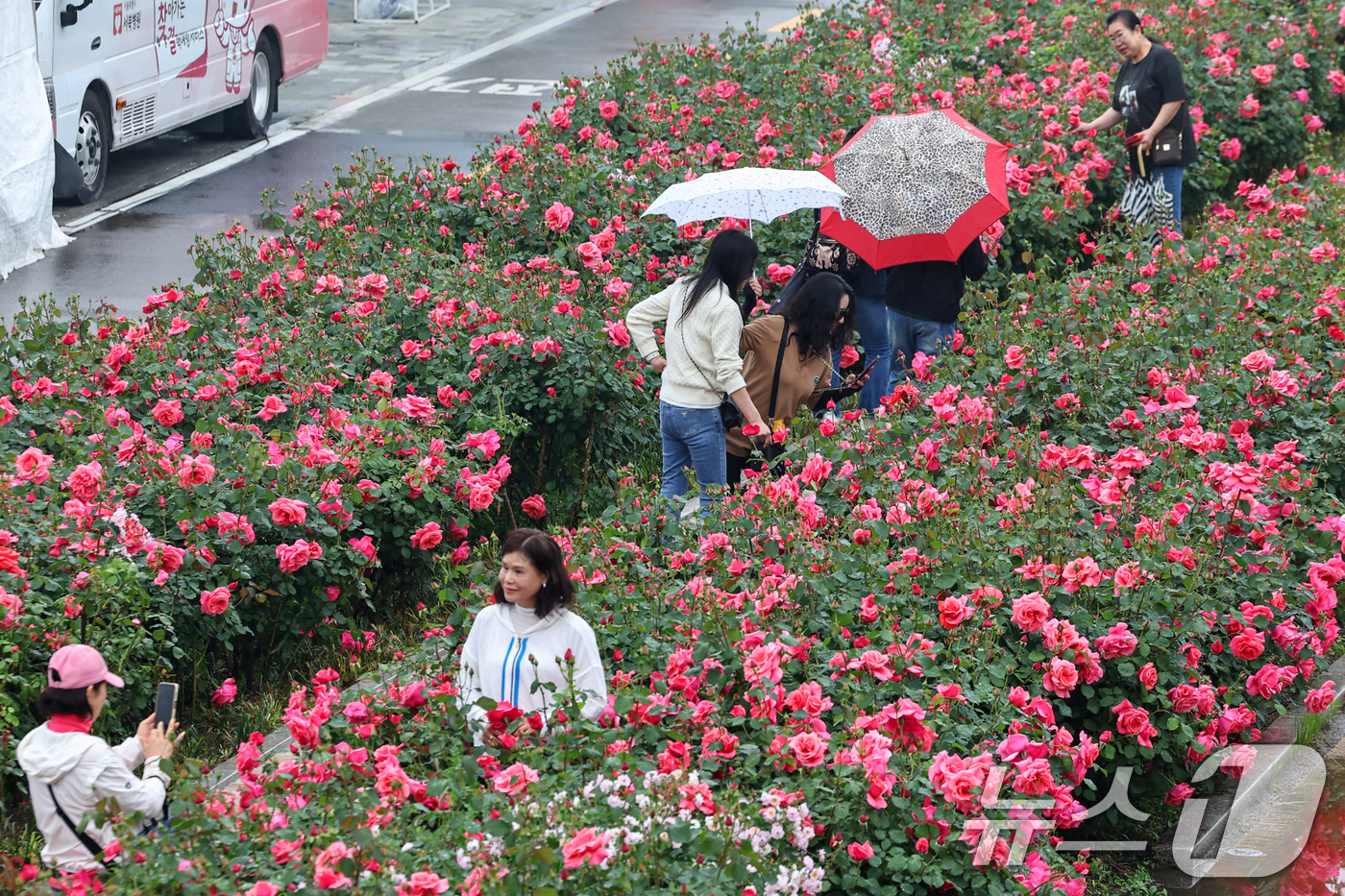 (서울=뉴스1) 민경석 기자 = 16일 서울 중랑구 중랑장미공원 일대에 '제17회 중랑 서울장미축제'를 맞아 조성된 장미꽃밭에서 시민들이 봄 정취를 만끽하고 있다.  2025.5. …