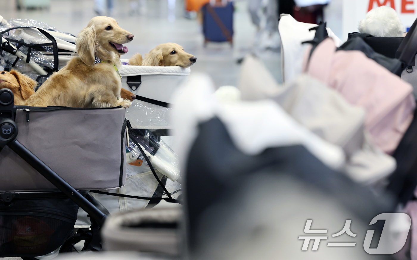(고양=뉴스1) 이동해 기자 = 16일 경기도 고양시 일산 킨텍스에서 열린 2025 메가주 일산을 찾은 견주와 반려견이 개모차를 살펴보고 있다.국내 최대 규모의 펫페어 메가주(Me …