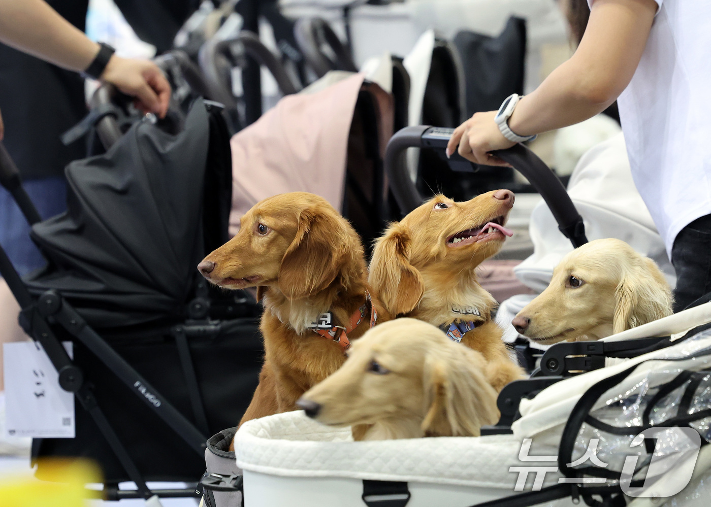 (고양=뉴스1) 이동해 기자 = 16일 경기도 고양시 일산 킨텍스에서 열린 2025 메가주 일산을 찾은 견주와 반려견이 개모차를 살펴보고 있다.국내 최대 규모의 펫페어 메가주(Me …