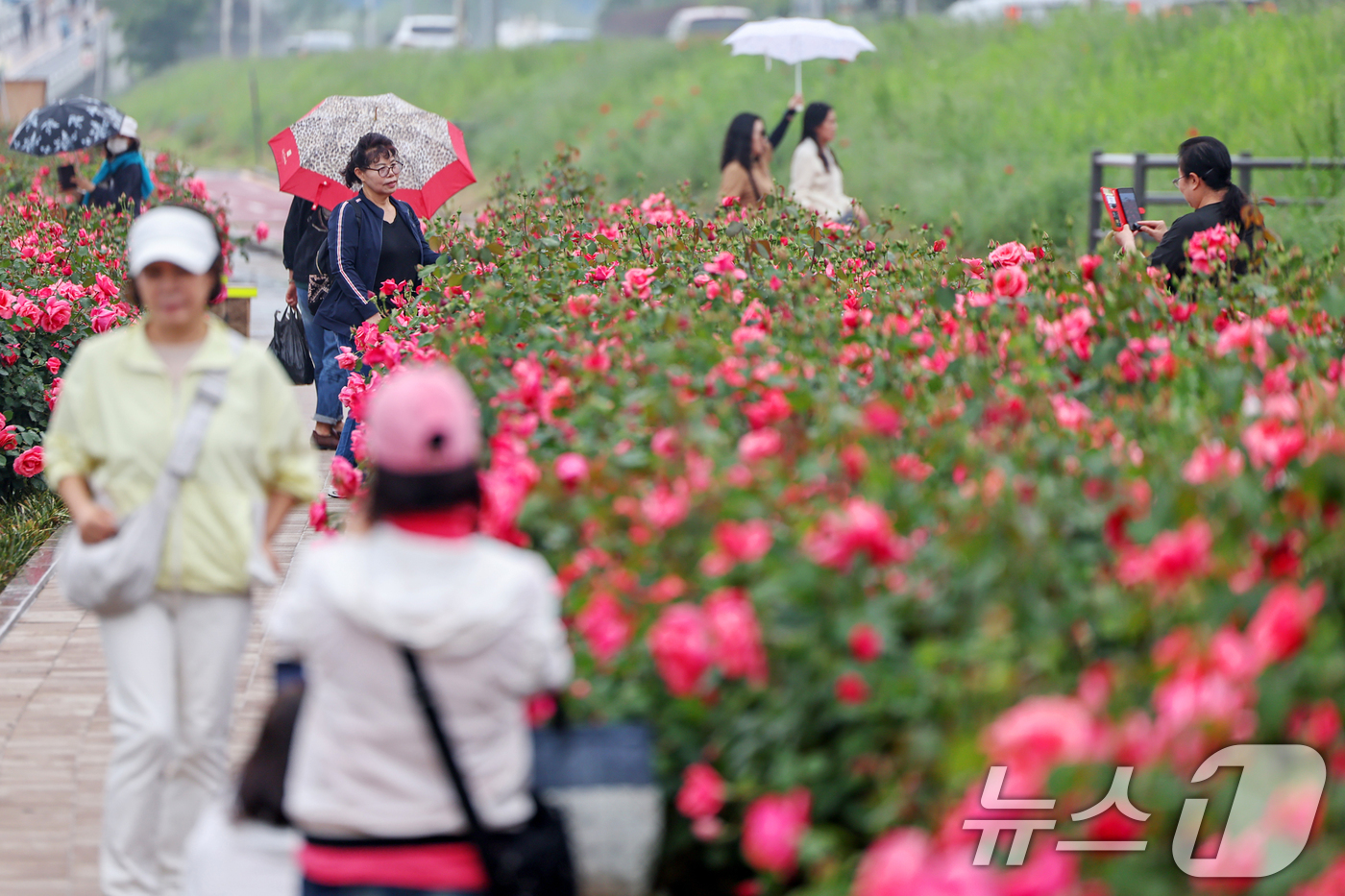 (서울=뉴스1) 민경석 기자 = 16일 서울 중랑구 중랑장미공원 일대에 '제17회 중랑 서울장미축제'를 맞아 조성된 장미꽃밭에서 시민들이 봄 정취를 만끽하고 있다.  2025.5. …