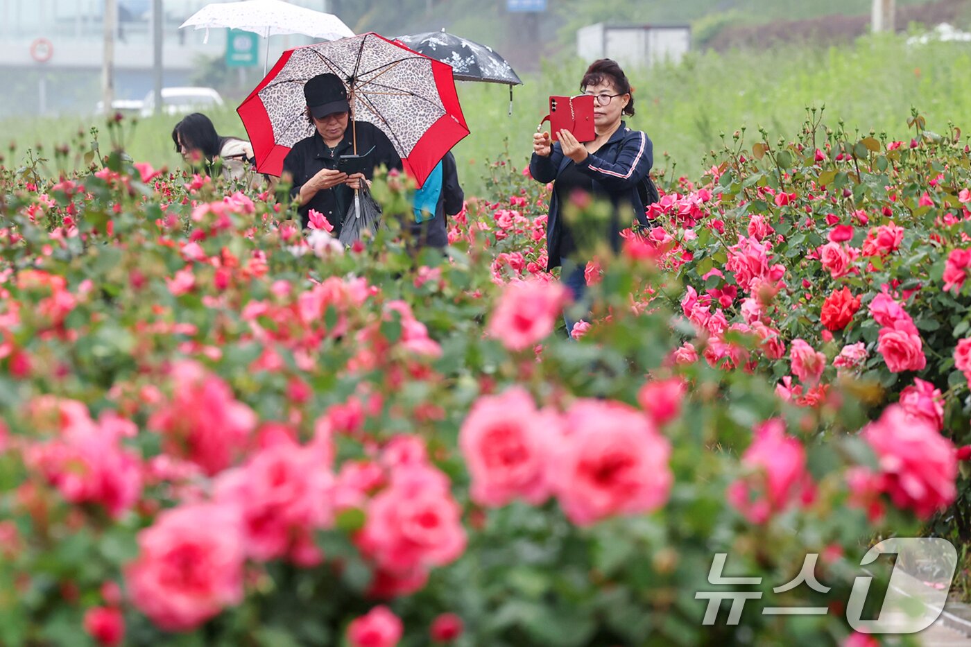본문 이미지 - 16일 서울 중랑구 중랑장미공원 일대에 &#39;제17회 중랑 서울장미축제&#39;를 맞아 조성된 장미꽃밭에서 시민들이 봄 정취를 만끽하고 있다. 2025.5.16/뉴스1 ⓒ News1 민경석 기자