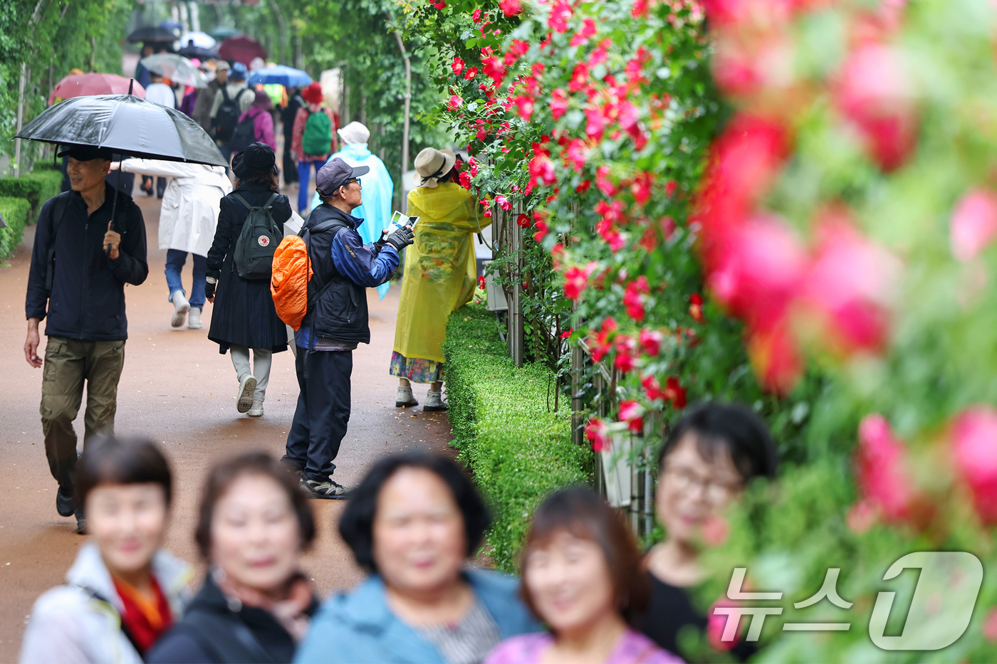 (서울=뉴스1) 민경석 기자 = 16일 서울 중랑구 중랑장미공원 일대에 '제17회 중랑 서울장미축제'를 맞아 조성된 장미터널에서 시민들이 봄 정취를 만끽하고 있다.  2025.5. …
