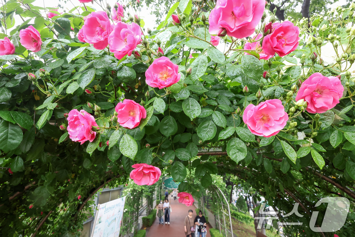 (서울=뉴스1) 민경석 기자 = 16일 서울 중랑구 중랑장미공원 일대에 '제17회 중랑 서울장미축제'를 맞아 조성된 장미터널에서 시민들이 봄 정취를 만끽하고 있다.  2025.5. …