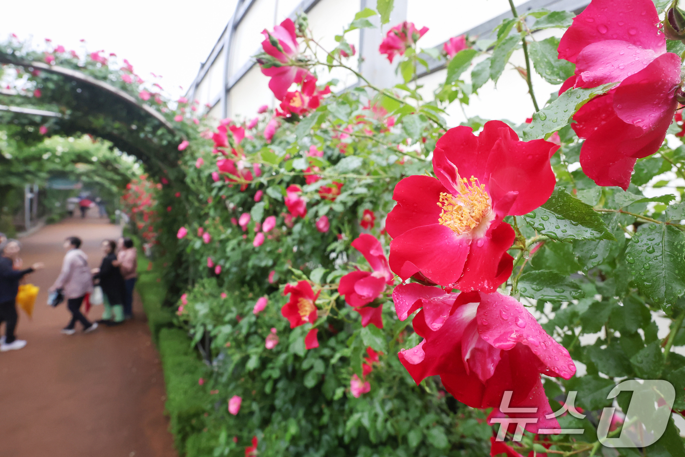 (서울=뉴스1) 민경석 기자 = 16일 서울 중랑구 중랑장미공원 일대에 '제17회 중랑 서울장미축제'를 맞아 조성된 장미터널에서 시민들이 봄 정취를 만끽하고 있다.  2025.5. …