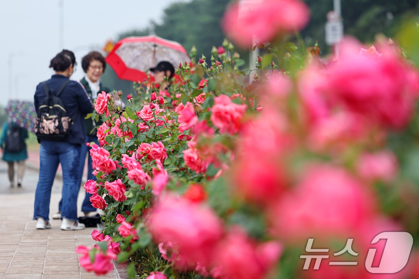 본문 이미지 - 16일 서울 중랑구 중랑장미공원 일대에 &#39;제17회 중랑 서울장미축제&#39;를 맞아 조성된 장미터널에서 시민들이 봄 정취를 만끽하고 있다. 2025.5.16/뉴스1 ⓒ News1 민경석 기자