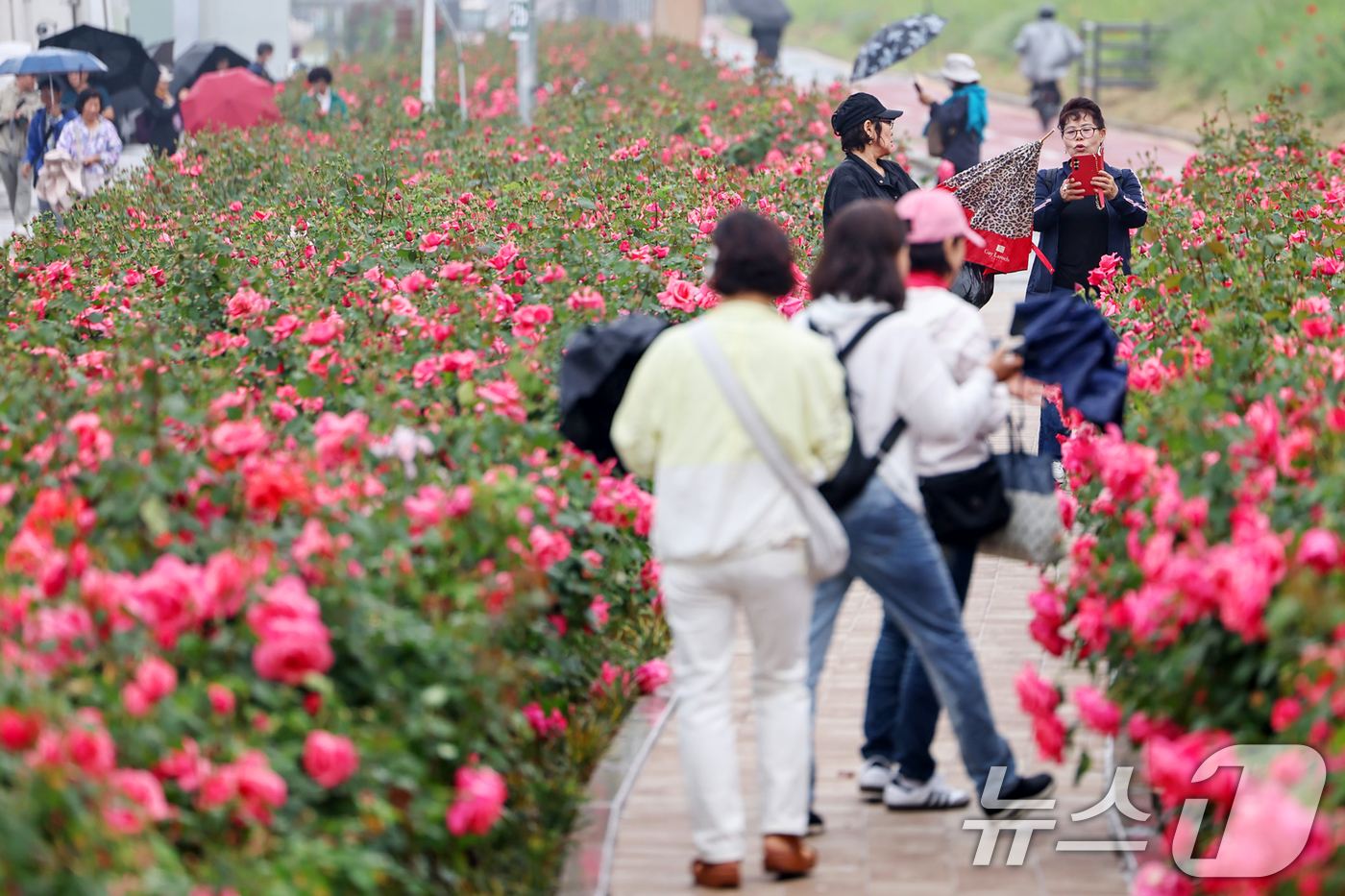 (서울=뉴스1) 민경석 기자 = 16일 서울 중랑구 중랑장미공원 일대에 '제17회 중랑 서울장미축제'를 맞아 조성된 장미꽃밭에서 시민들이 봄 정취를 만끽하고 있다.  2025.5. …