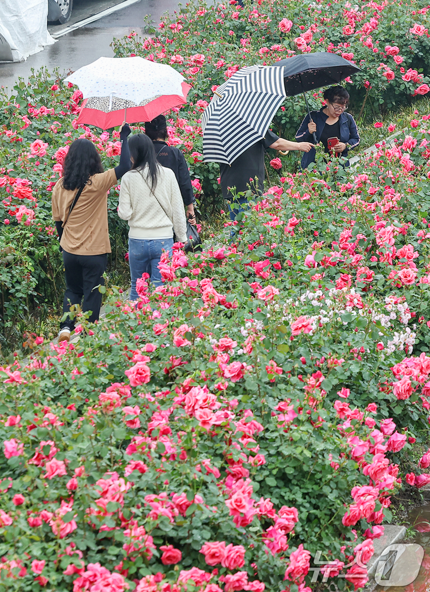 (서울=뉴스1) 민경석 기자 = 16일 서울 중랑구 중랑장미공원 일대에 '제17회 중랑 서울장미축제'를 맞아 조성된 장미꽃밭에서 시민들이 봄 정취를 만끽하고 있다.  2025.5. …