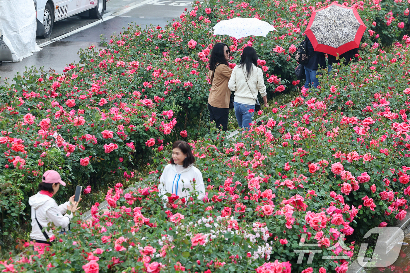 (서울=뉴스1) 민경석 기자 = 16일 서울 중랑구 중랑장미공원 일대에 '제17회 중랑 서울장미축제'를 맞아 조성된 장미꽃밭에서 시민들이 봄 정취를 만끽하고 있다.  2025.5. …