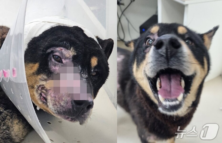 본문 이미지 - 대규모 산불 피해 지역에서 구조돼 치료 받은 강아지(잠실온동물의료센터 제공) ⓒ 뉴스1