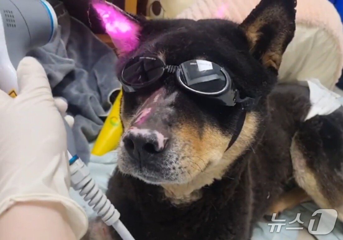 본문 이미지 - 대규모 산불 피해 지역에서 구조돼 레이저 치료를 받고 있는 강아지(잠실온동물의료센터 제공) ⓒ 뉴스1