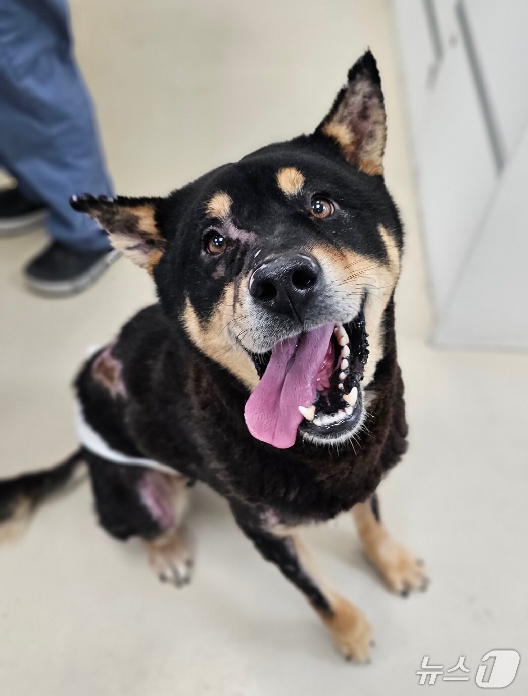 본문 이미지 - 대규모 산불 피해 지역에서 구조된 화상 치료를 받고 회복한 강아지(잠실온동물의료센터 제공) ⓒ 뉴스1
