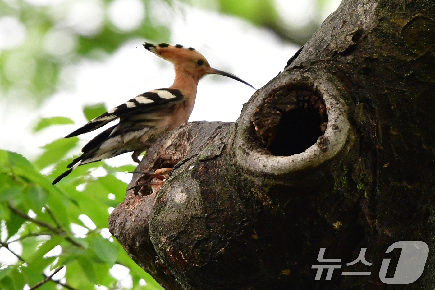 (경주=뉴스1) 최창호 기자 = 17일 경북 경주시 황성공원 느티나무에 둥지를 튼 후투티 새끼들이 이소 준비를 하고 있다. 2025.5.17/뉴스1
