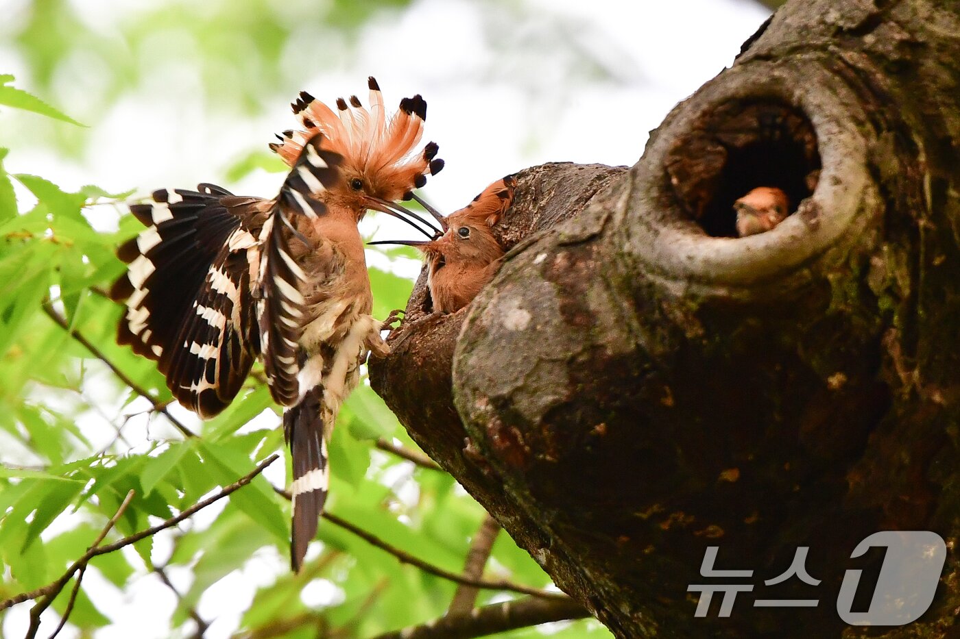 본문 이미지 - 지난 17일 경주 황성공원 느티나무에 둥지를 튼 후투티 새끼들이 이소 준비를 하고 있다. 2025.5.17/뉴스1 ⓒ News1 최창호 기자