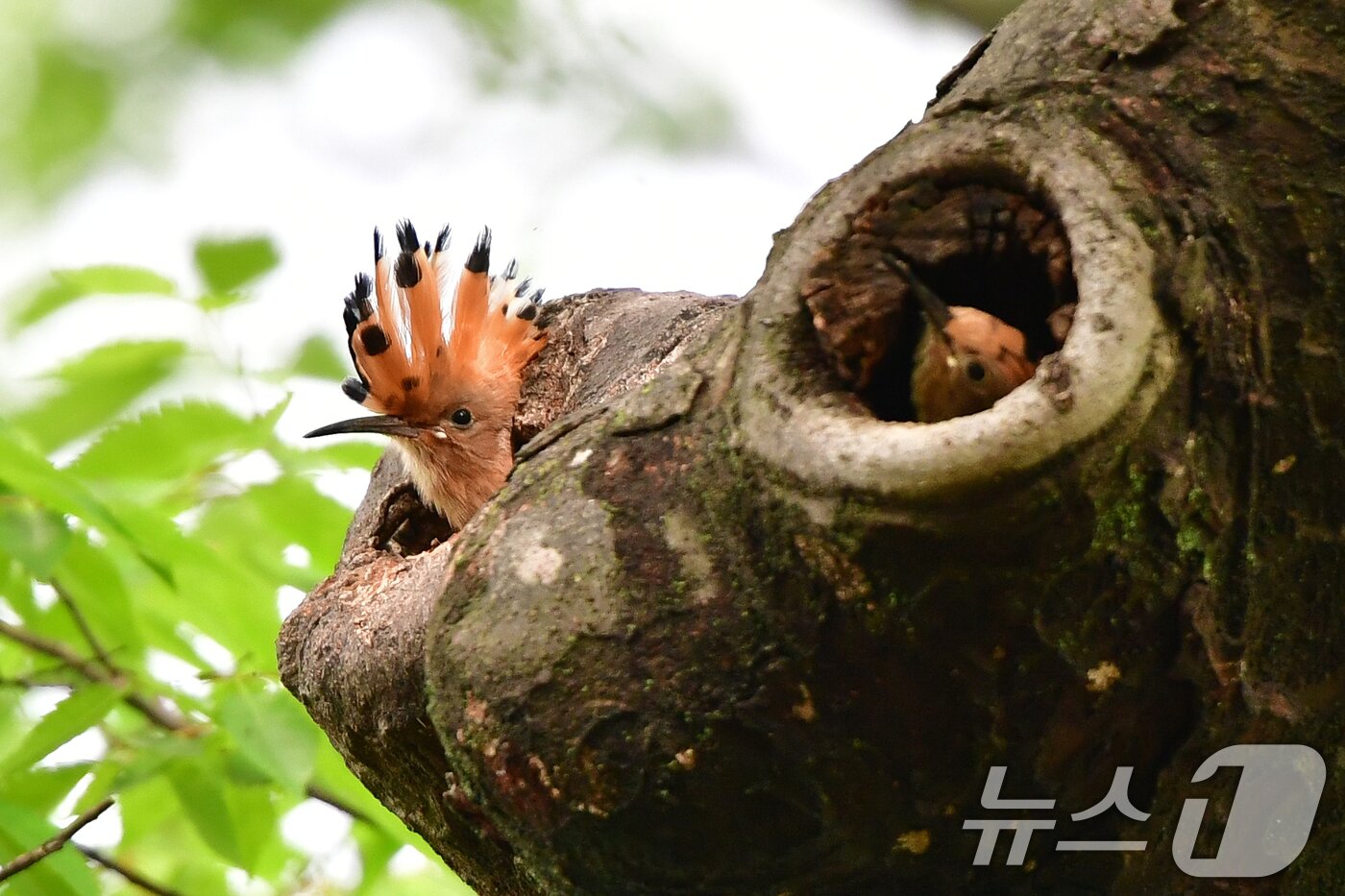 본문 이미지 - 17일 경북 경주시 황성공원 느티나무에 둥지를 튼 후투티 새끼들이 이소 앞두고 어미새를 찾고 있다. 2025.5.17/뉴스1 ⓒ News1 최창호 기자