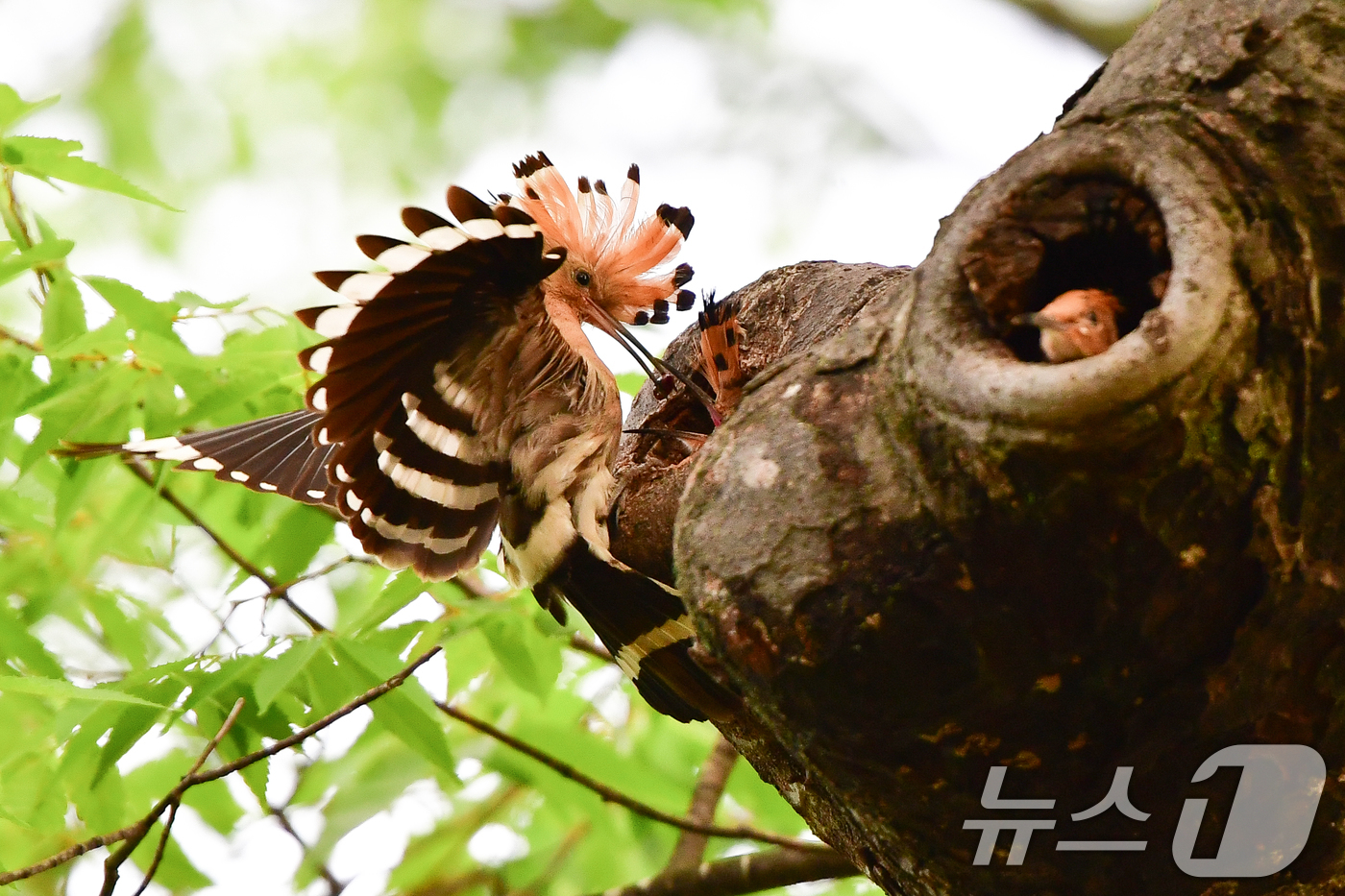(경주=뉴스1) 최창호 기자 = 17일 경북 경주시 황성공원 느티나무에 둥지를 튼 후투티 새끼들이 이소 준비를 하고 있다. 2025.5.17/뉴스1