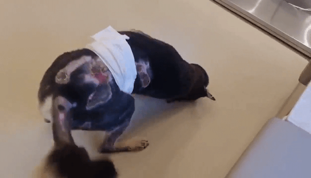 본문 이미지 - 화상 치료받고 감사 인사하는 강아지 ⓒ 뉴스1