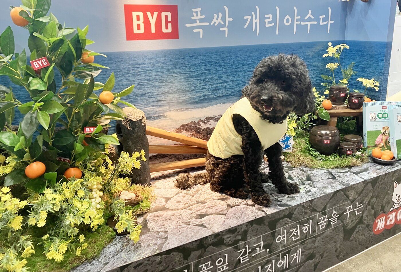 본문 이미지 - 반려견 봉지가 개리야스 포존에서 기념 사진을 찍고 있다&#40;BYC 제공&#41;. ⓒ 뉴스1