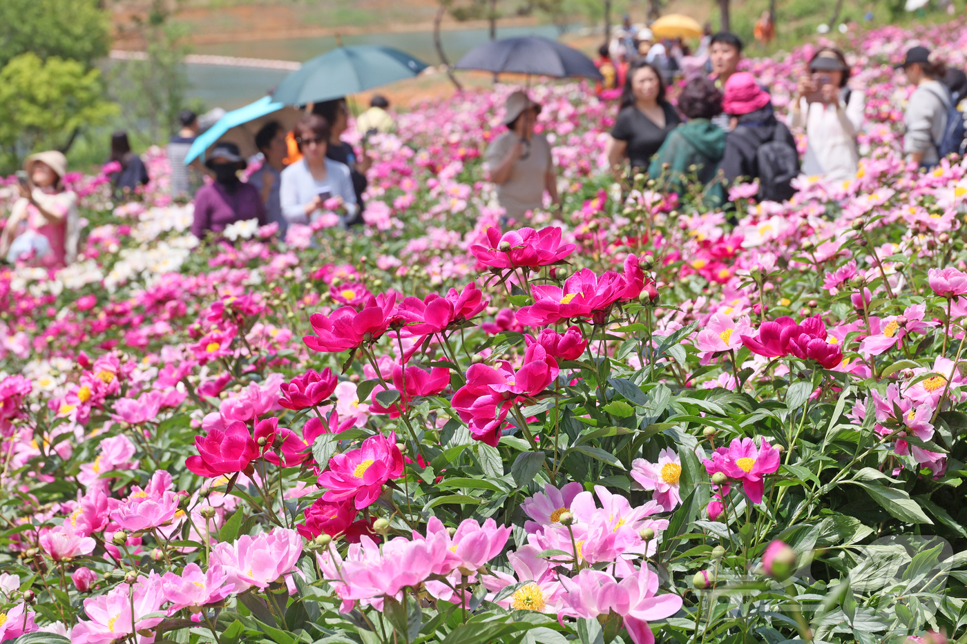 (임실=뉴스1) 김동규 기자 = 17일 전북 임실군 운암면 옥정호 붕어섬에 봄의 절정을 알리는 화려한 작약꽃이 만발해 방문객들의 시선을 사로잡고 있다. (임실군 제공, 재판매 및 …