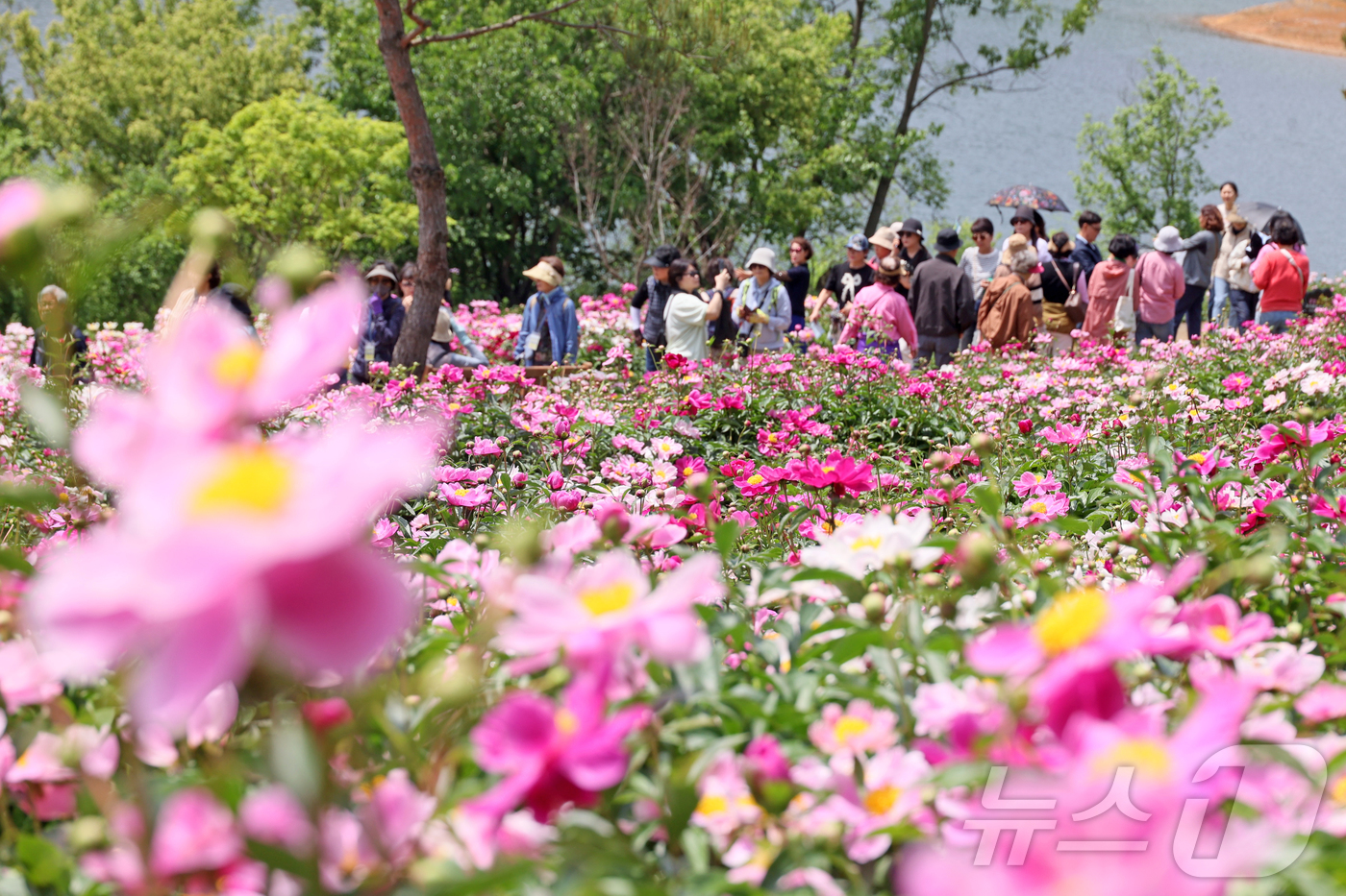(임실=뉴스1) 김동규 기자 = 17일 전북 임실군 운암면 옥정호 붕어섬에 화려한 작약꽃이 만발해 방문객들의 시선을 사로잡고 있다. (임실군 제공, 재판매 및 DB금지)2025.5 …