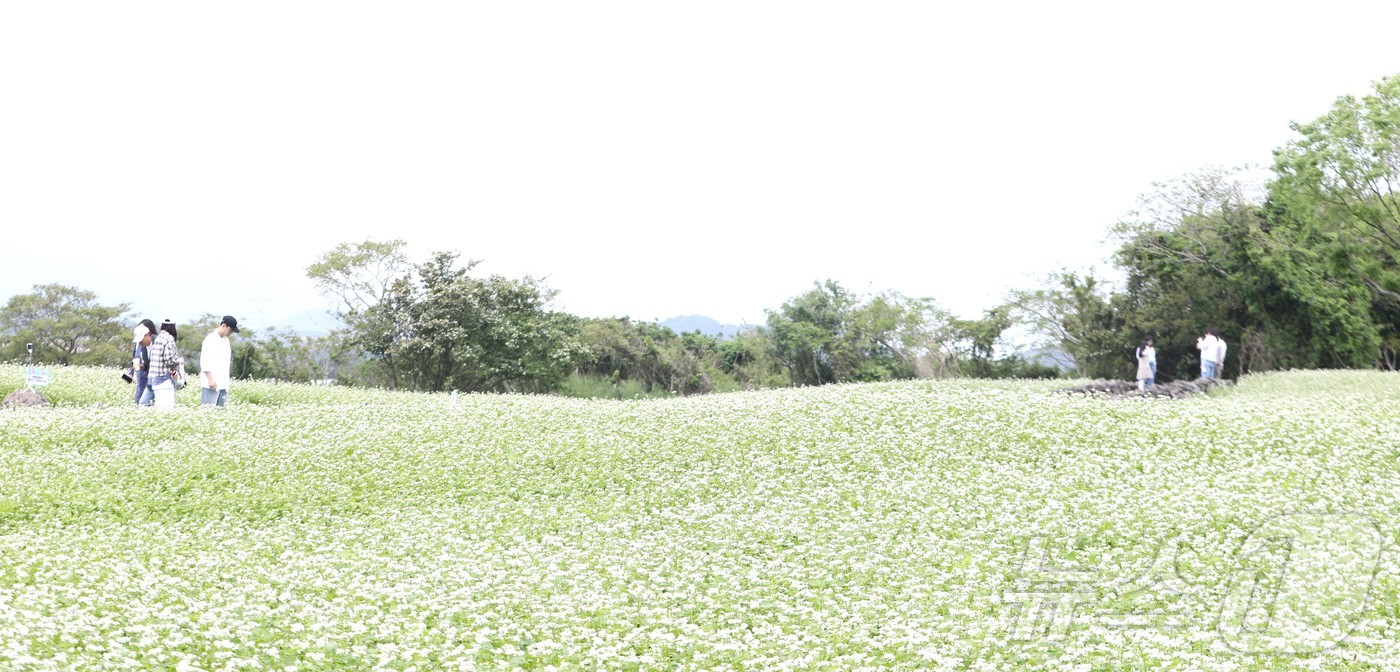 (제주=뉴스1) 강승남 기자 = 일요일인 18일 '2025 자청비 와흘메밀문화제'가 열리는 제주시 조천읍 와흘리 메밀밭에서 도민과 관광객들이 메밀꽃밭을 걷고 있다. 2025.5.1 …