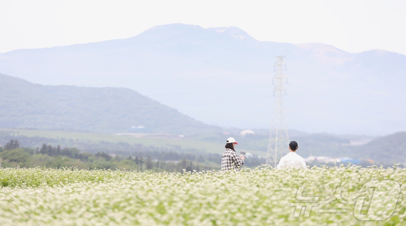 본문 이미지 - 제주시 조천읍 와흘리 메밀밭에서 도민과 관광객들이 메밀꽃밭을 걷고 있다. 2025.5.18/뉴스1 ⓒ News1 강승남 기자