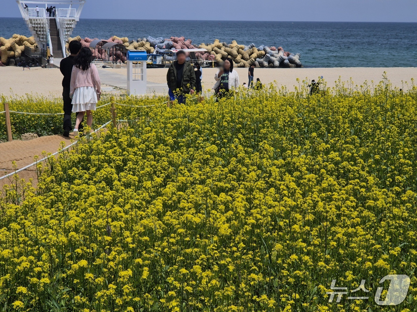 (강릉=뉴스1) 윤왕근 기자 = 휴일인 18일 강원 강릉 사근진 해변 유채꽃밭을 찾은 나들이객들이 휴일을 즐기고 있다. 2025.5.18/뉴스1