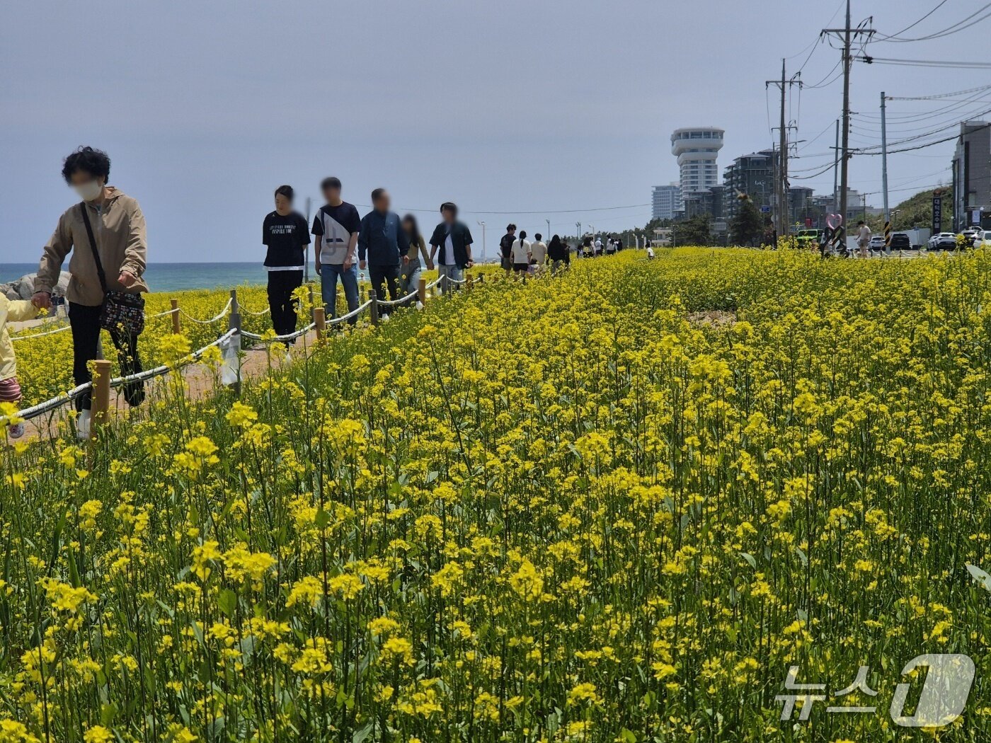 본문 이미지 - 휴일인 18일 강원 강릉 사근진 해변 유채꽃밭을 찾은 나들이객들이 휴일을 즐기고 있다. 2025.5.18/뉴스1 윤왕근 기자