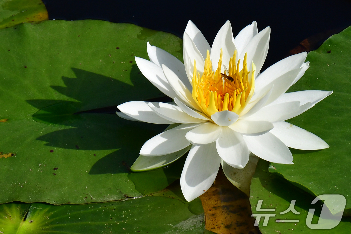 (포항=뉴스1) 최창호 기자 = 19일 오전 경북 포항시 북구 장성동 신제지 연못에서 수련이 꽃망울을 활짝 터뜨리고 있다. 2025.5.19/뉴스1
