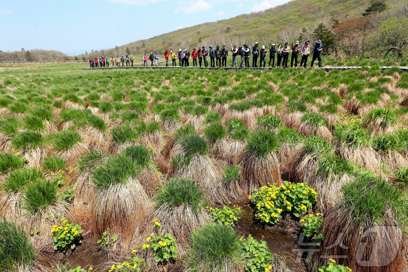 (인제=뉴스1) 이종재 기자 = 강원 인제군 대암산 용늪 생태탐방이 재개된 후 첫 주말인 지난 18일 방문객들이 탐방코스를 걸으며 자연을 즐기고 있다.  용늪은 해발 1280m 높 …