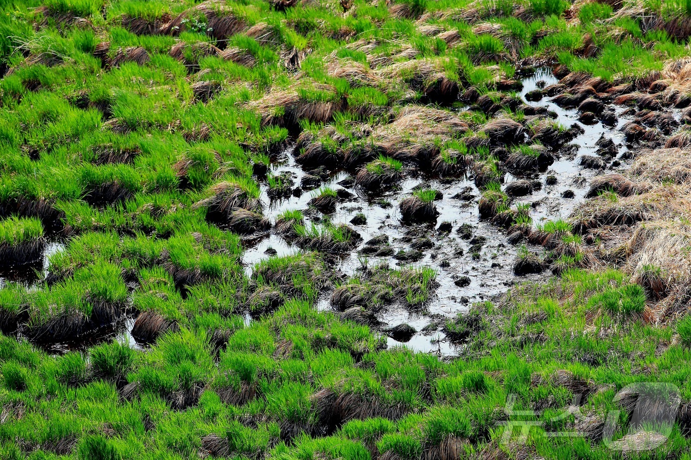 (인제=뉴스1) 이종재 기자 = 지난 18일 오후 강원 인제군 서화면 일원에 위치한 용늪이 빼어난 자연환경을 자랑하고 있다.  용늪은 해발 1280m 높이에 위치한 우리나라 유일의 …