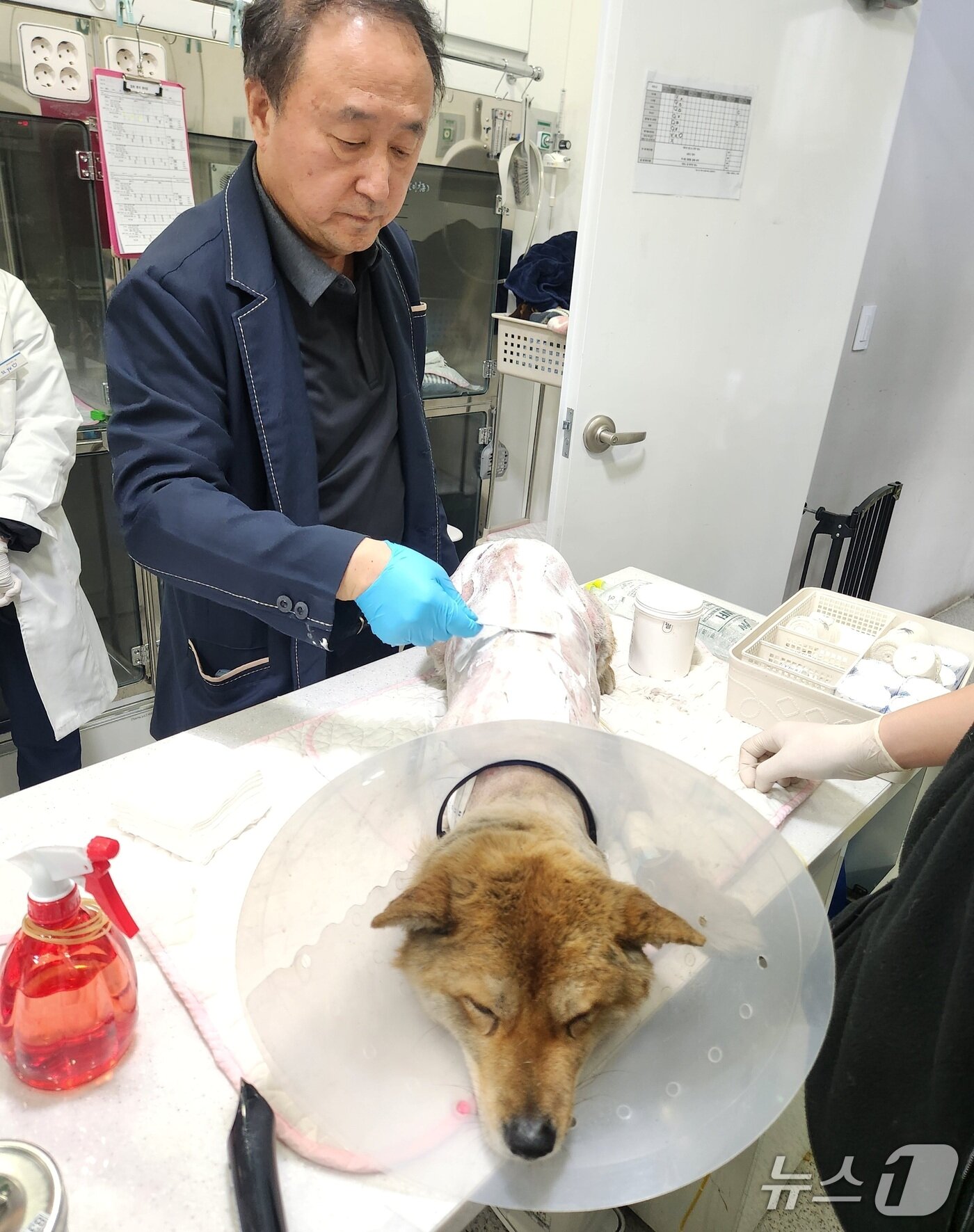 본문 이미지 - 정인성 로얄동물메디컬센터 원장이 화상을 입은 개에게 항생제 연고를 도포하고 있다. 이번 산불 현장에서 구조된 동물들은 전체 체표면적의 20%이상이 화상을 입은 개체가 32%에 달했다. ⓒ 뉴스1 한송아 기자