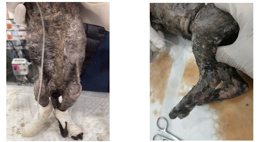 본문 이미지 - 초기 2도 화상으로 심각해 보이지 않았던 고양이. 시간이 지나며 괴사된 피부가 탈락하며 부위가 넓어지고 전신 염증으로 상태가 악화했다(로얄동물메디컬센터 제공). ⓒ 뉴스1