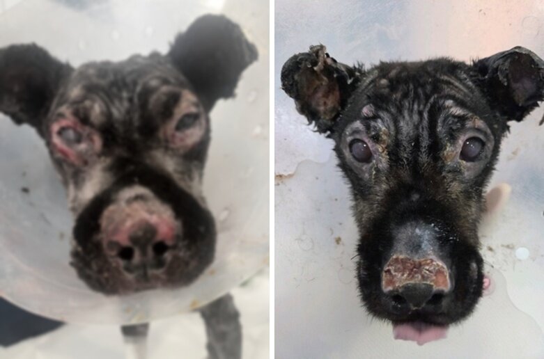 본문 이미지 - 붕대 등 처치가 쉽지 않은 안면부 화상을 입은 개. 연고 드레싱과 각막 손상 예방을 위한 렌즈 장착, 안검성형술을 진행한 결과 상태가 호전되고 있다(로얄동물메디컬센터 제공) ⓒ 뉴스1