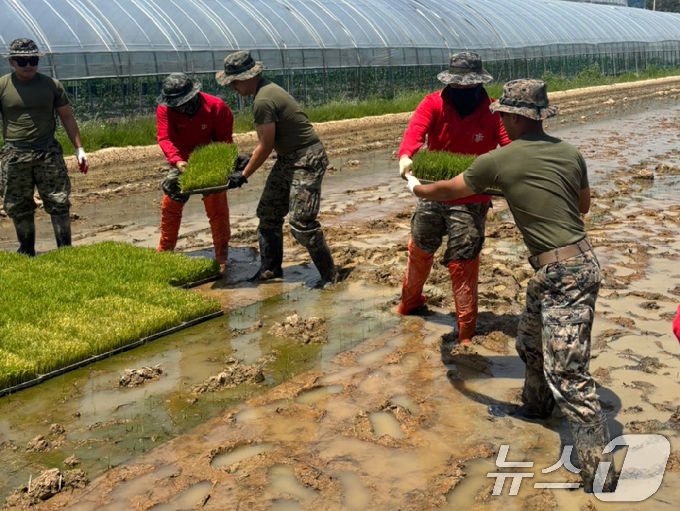 (포항=뉴스1) 최창호 기자 = 주한 미국 해병대 캠프 장병들이 19일 경북 포항시 남구 오천읍 일원에서 해병대 1사단 대원들과 함께 모내기에 사용할 모판을 옮기고 있다. (독자제 …