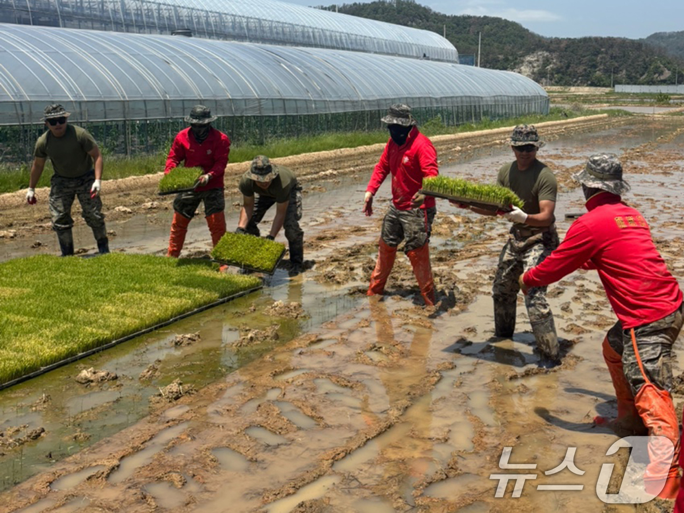 (포항=뉴스1) 최창호 기자 = 주한 미국 해병대 캠프 장병들이 19일 경북 포항시 남구 오천읍 일원에서 해병대 1사단 대원들과 함께 모내기에 사용할 모판을 옮기고 있다. (독자제 …