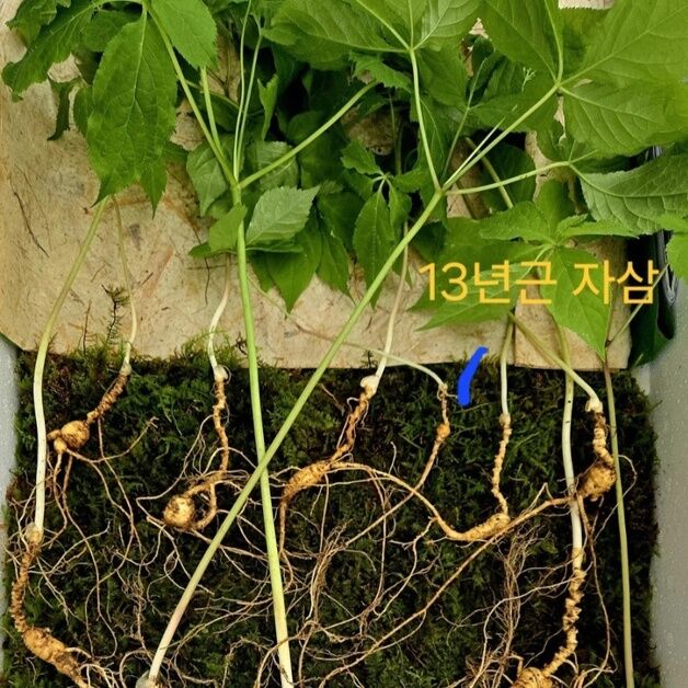 순천서 '100년근 천종산삼' 11뿌리 발견…감정가 1억2천만원