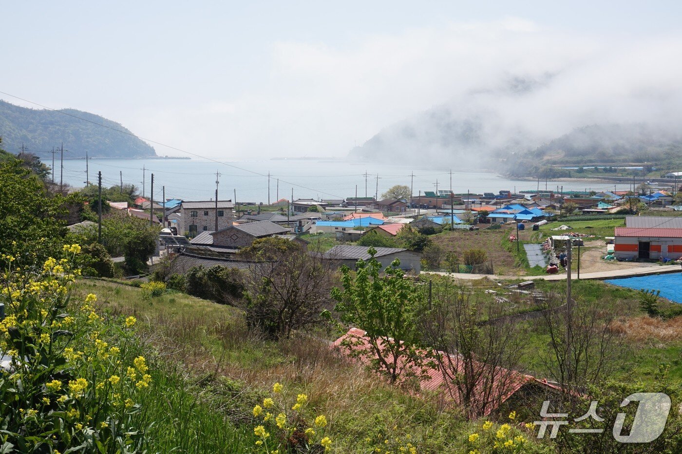 본문 이미지 - 바다가 내륙으로 깊숙이 들어와 &#39;골기미&#39;라고도 부르는 읍구마을 풍경. 밀물이 마을로 해무를 보내 안부를 살핀다. 2025.5.2/뉴스1 ⓒ News1 조영석 기자
