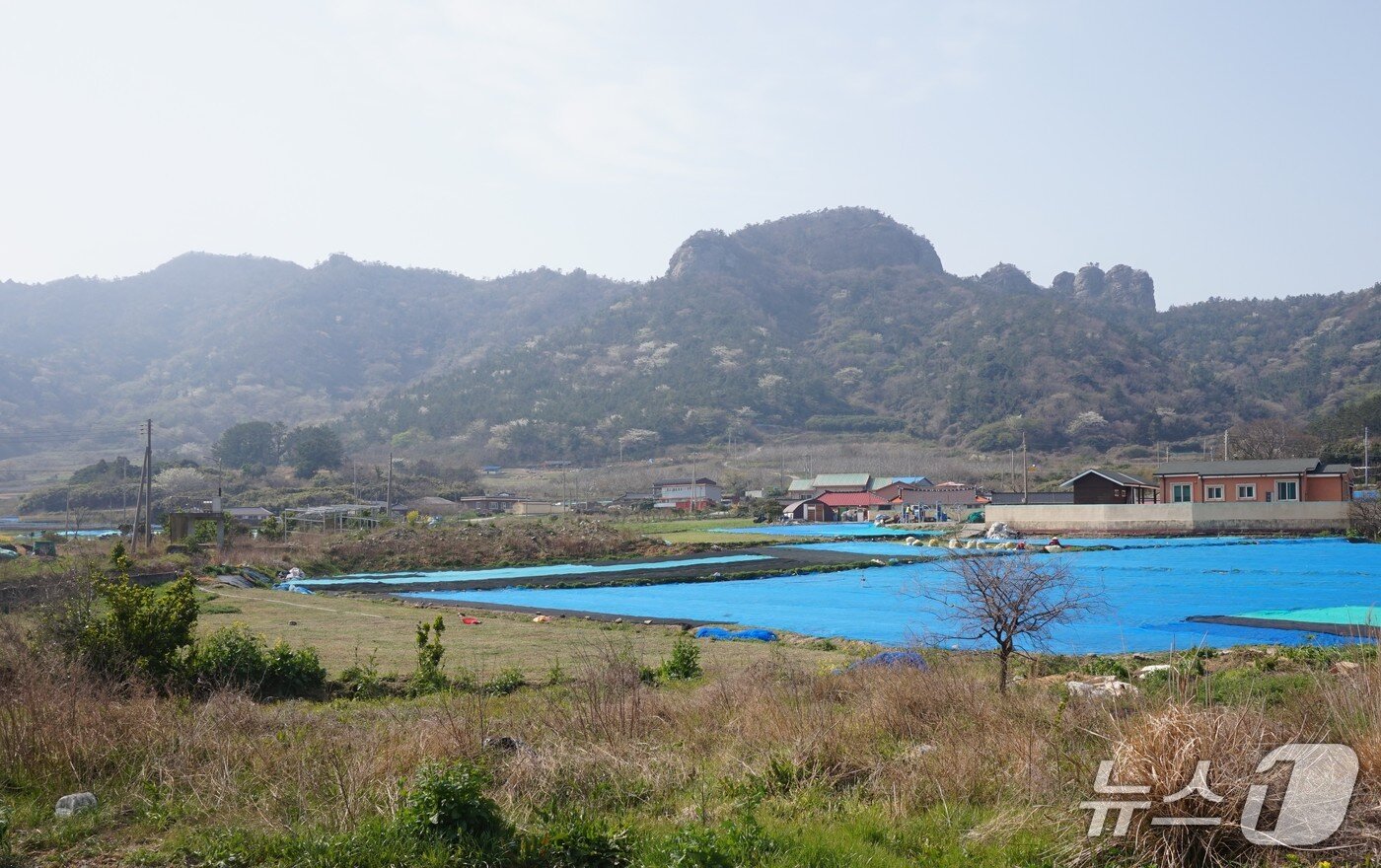 본문 이미지 - 하조도에서 가장 높은 해발 234m의 돈대산. 하조도등대가 있는 신금산에서 돈대산까지 능선을 따라 등산로가 개설돼 있다. 사진 오른쪽 봉긋 솟은 돈대봉과 손가락 바위 2025.5.2/뉴스1 ⓒ News1 조영석 기자 