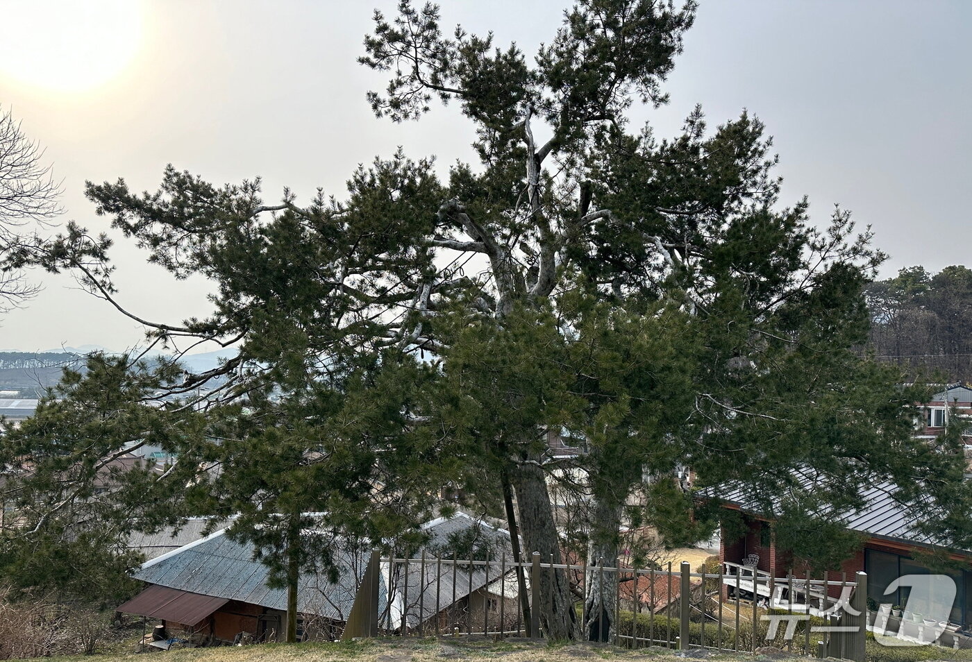 본문 이미지 - 이천시 백사면 신대리 백송 모습.(이천시 제공)