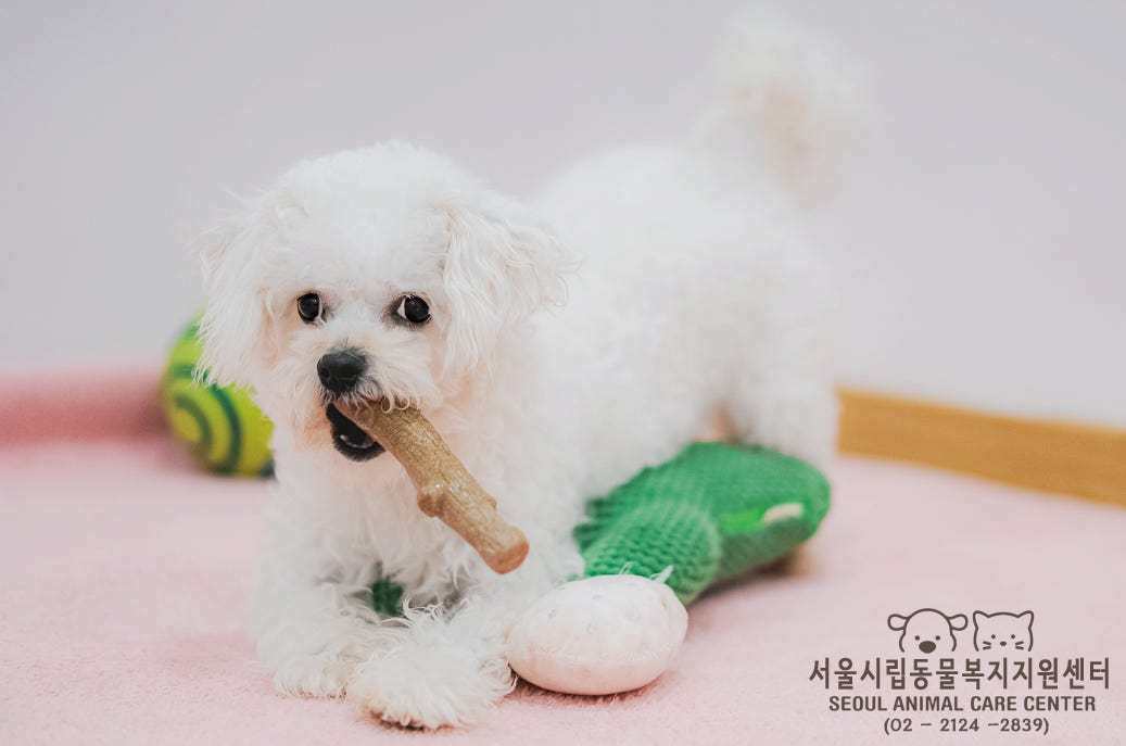 본문 이미지 - 서울동물복지지원센터 마포에서 보호 중인 랏따&#40;센터 제공&#41; ⓒ 뉴스1