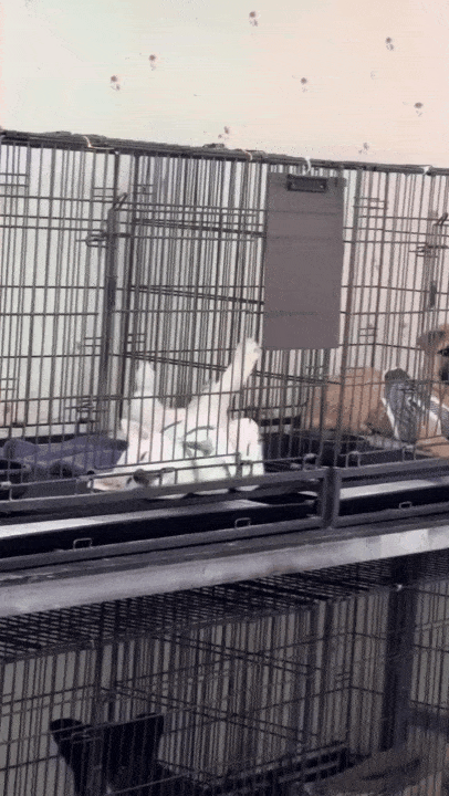 본문 이미지 - 봉사자들이 깔아준 헌 수건 위에서 쉬고 있는 강아지들(인스타그램 @hye5524__ 제공) ⓒ 뉴스1