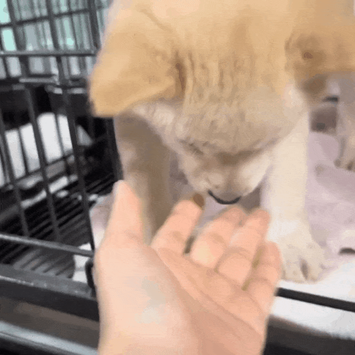 본문 이미지 - 밀양시 동물보호소에는 어린 강아지들이 유독 많이 입소한다(인스타그램 @hye5524__ 제공). ⓒ 뉴스1