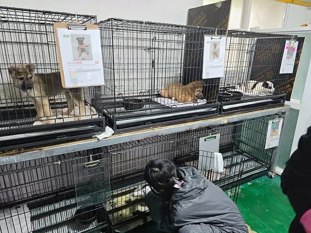 본문 이미지 - 밀양시 보호소 내 강아지들이 봉사자들이 깔아준 수건 위에 앉아 있다(인스타그램 @hye5524__ 제공) ⓒ 뉴스1