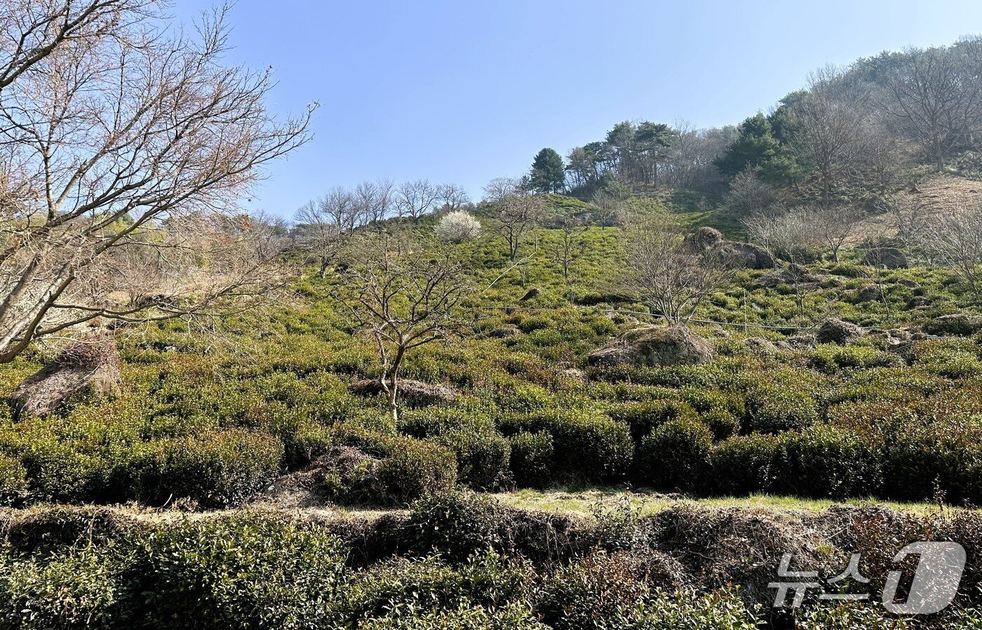 본문 이미지 - 깊은 골짜기 비탈에 듬성듬성, 미로와 같이 형성된 백 년 암차 밭인 만수 다원 ⓒ News1 윤슬빈 기자