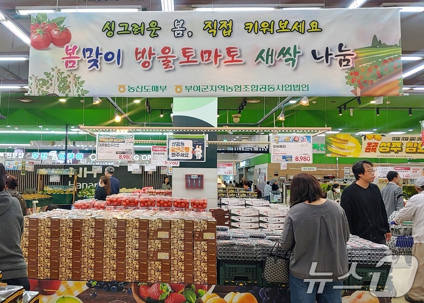 (서울=뉴스1) = 농협경제지주는 가정의 달을 맞아 지난 1일부터 6일간 농협하나로마트 양재점과 고양점에서 대추방울토마토 2KG 1박스 구매 고객을 대상으로 대추방울토마토 모종 증 …